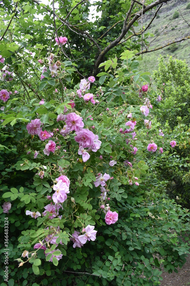 Wild rose bush over a hundred years old with a smell that can be seen more than a hundred meters away.
