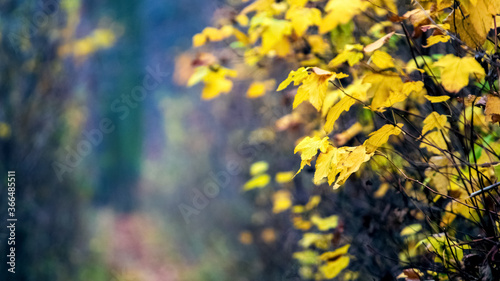 Yellow autumn leaves in the forest on a tree