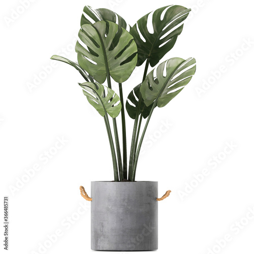 Monstera in a concrete pot isolated on white background 