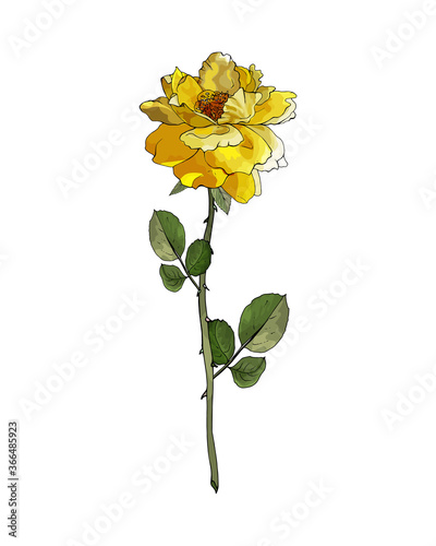 Single flower yellow rose on branch with green leaves. Isolated on white. For realistic floral design, valentines day greeting cards, wedding invitations. Hand drawn. Vector stock illustration.