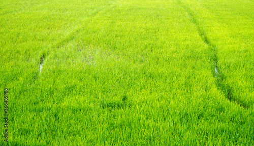 Rice fields during the rice growing season