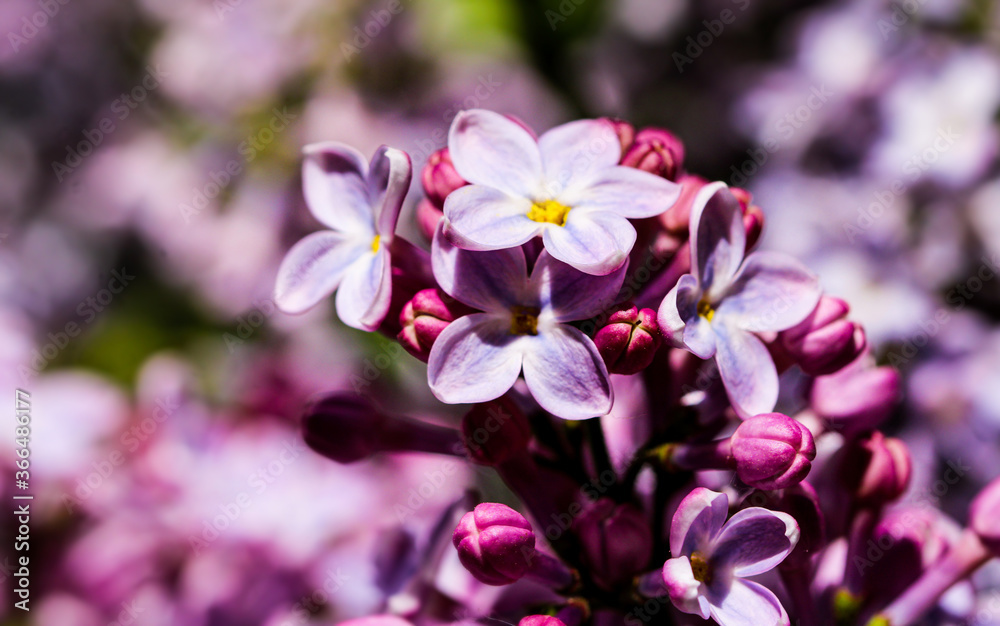 Wild Common Lilac flowers also known as Syringa vulgaris tree blossom blooming in spring. Wild Common Lilac flowers also known as Syringa vulgaris tree blossom blooming in spring.