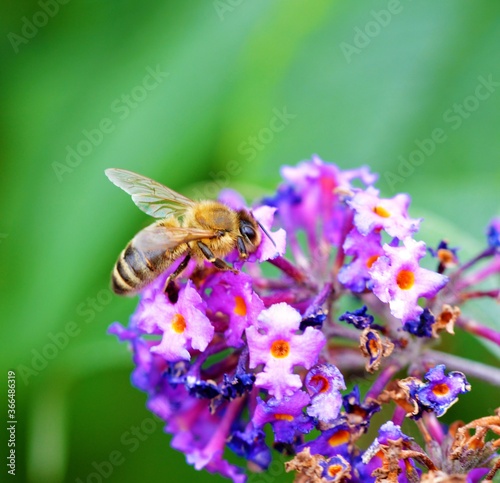 bee on flower © paulst15