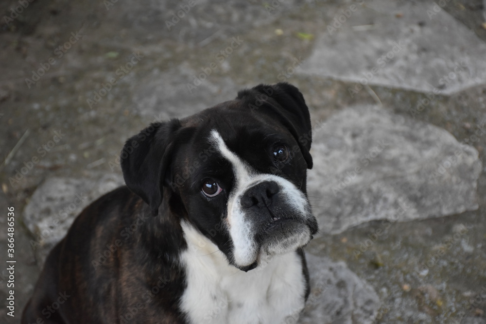 Female boxer looking at his owner to throw a ball, a stick or give him food.