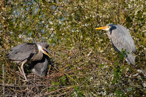 Ein Graureiher mit seinemNachwuchs am Nest photo