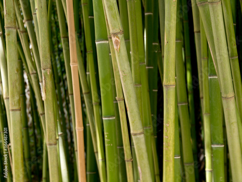 Fototapeta Naklejka Na Ścianę i Meble -  Bambous