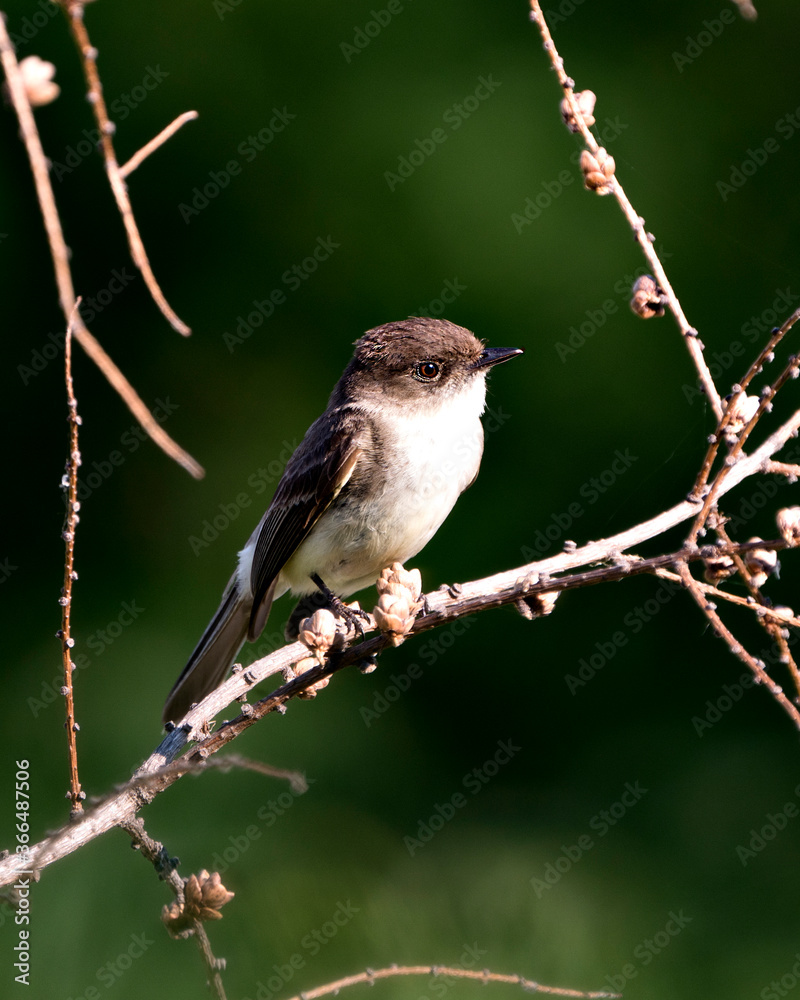 Northern Rough-winged Swallow photo stock. Close-up profile view, perched on a branch displaying brown feather plumage with a green blur background in its habitat. Image. Picture. Portrait. Northern Rough-winged Swallow photo stock. Close-up profile view, perched on a branch displaying brown feather plumage with a green blur background in its habitat. Image. Picture. Portrait.