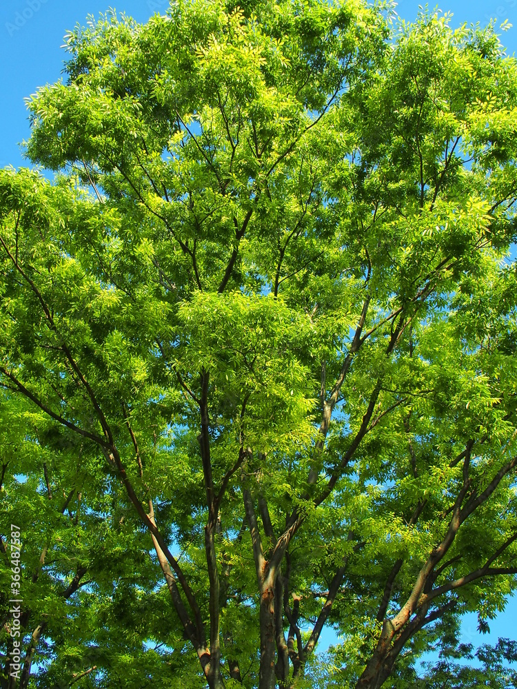 Fototapeta premium 初夏の朝の新緑の欅と青空