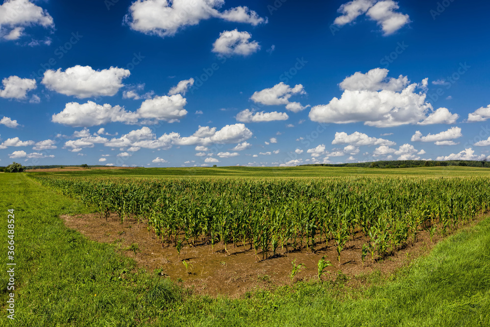 agricultural field with a crop