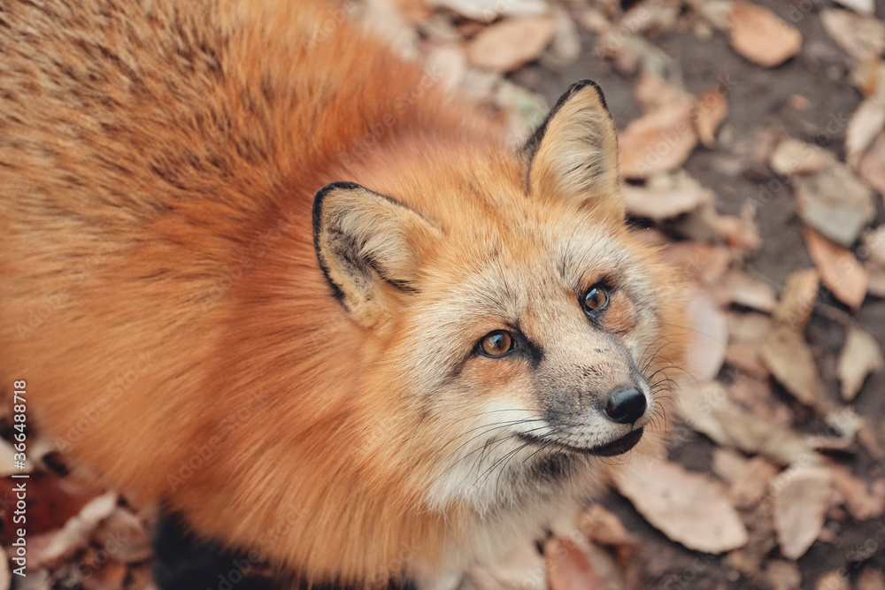 Red fox, Vulpes vulpes in Zao fox village, Miyagi, Japan. Red fox, Vulpes vulpes in Zao fox village, Miyagi, Japan.