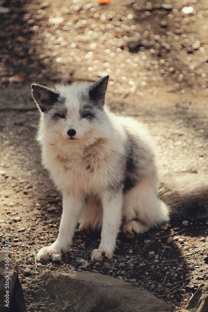 Platinum fox, Vulpes vulpes in Zao fox village, Miyagi, Japan. Platinum fox, Vulpes vulpes in Zao fox village, Miyagi, Japan.