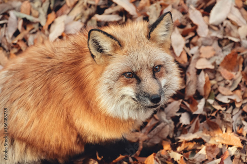 Fotografie Red fox, Vulpes vulpes in Zao fox village, Miyagi, Japan.