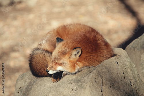 Red fox, Vulpes vulpes in Zao fox village, Miyagi, Japan.
