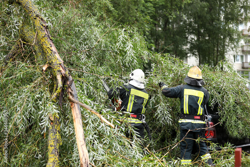 Wallpaper Mural firefighters help clean up the effects of a fallen tree on cars after the storm in a rainy day. Torontodigital.ca