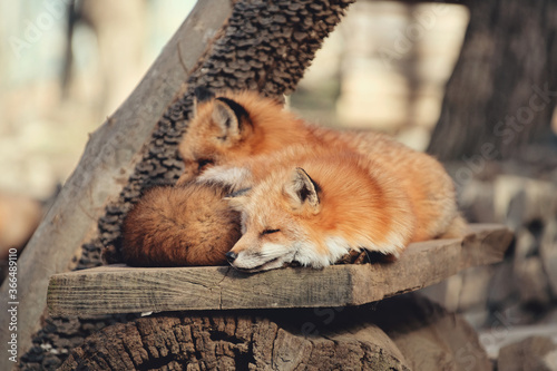 Red fox, Vulpes vulpes in Zao fox village, Miyagi, Japan.