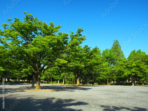 新緑の欅のある朝の公園風景