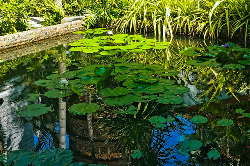 Tropical pond with water lilies. Bright green leaves lie on the mirror surface of the water  flowers rise. Grass all around. Palm trees and a mysterious tower are reflected in the water. Thailand 