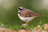 Little Ringed Plover female standing motionless in grss, closeup. Looking for food. Genus species Charadrius dubius.
