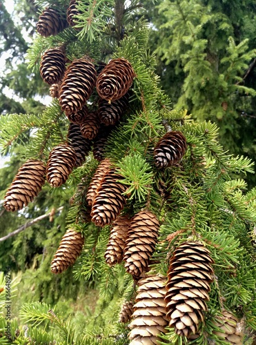 fir tree in the forest