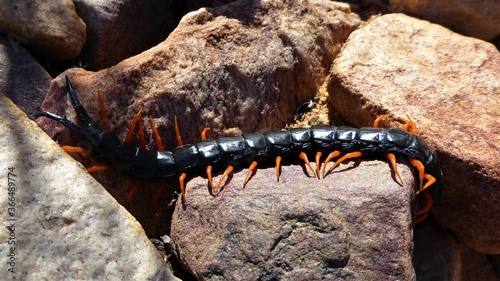 Giant Centipede among Rocks in South African Desert