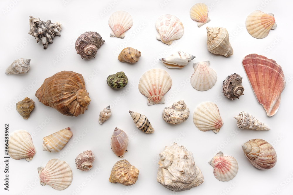 Pattern of Different seashells on pastel white background. Top view, flat lay. Summer concept. Sea summer vacation background. Full frame composition Pattern of Different seashells on pastel white background. Top view, flat lay. Summer concept. Sea summer vacation background. Full frame composition