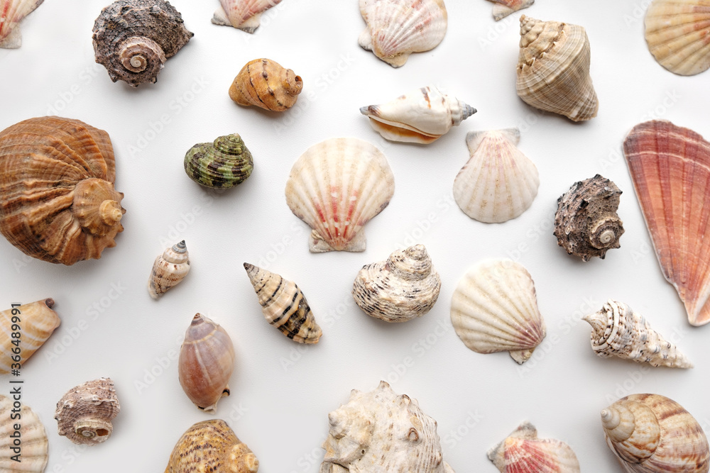 Pattern of Different seashells on pastel white background. Top view, flat lay. Summer concept. Sea summer vacation background. Full frame composition