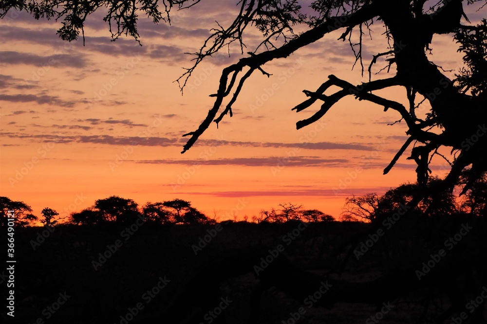 Colorful Sunset in the South African Bush Colorful Sunset in the South African Bush