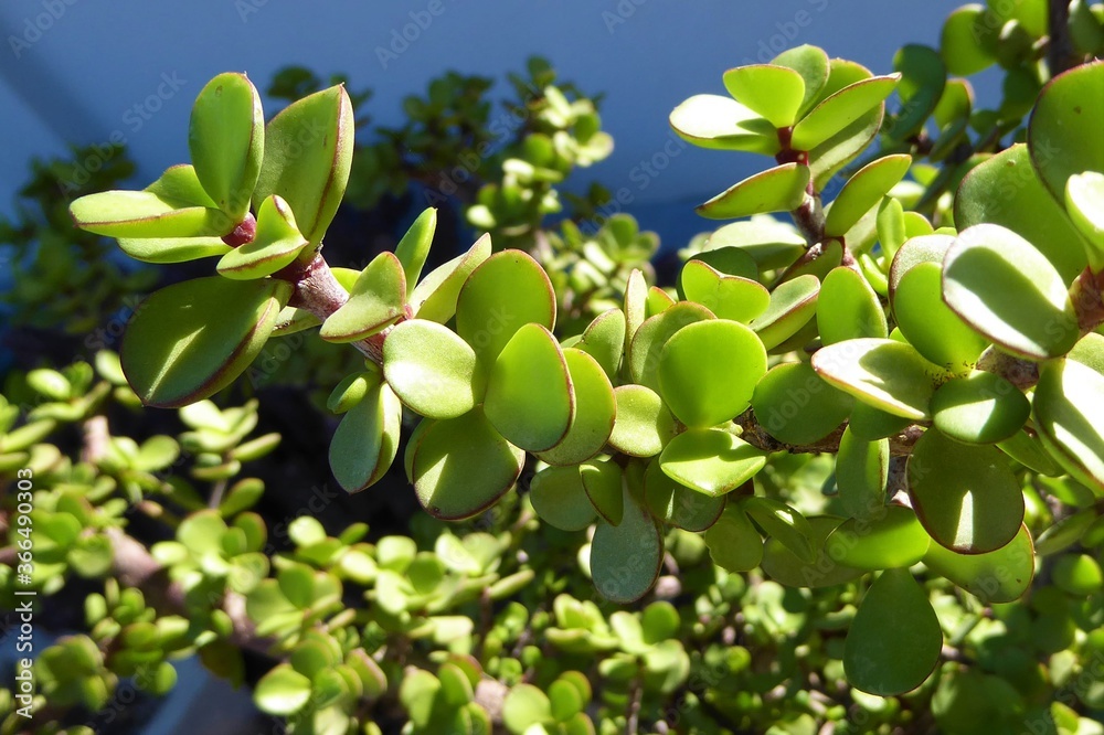 Closeup of a Branch of Pork Bush / Elephants Bush / Portulacaria Afra, showing Characteristic Red Stems and succulent Leaves