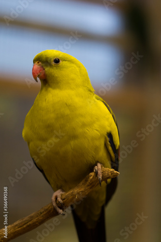 A portrait of a bright colorful parrot.