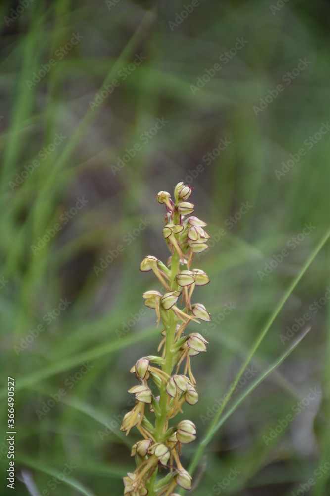 Orchid flower of the hanged man (Orchis anthropophora). Its name comes from the Greek, which means testicle. Orchid flower of the hanged man (Orchis anthropophora). Its name comes from the Greek, which means testicle.