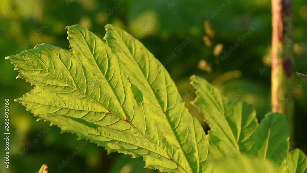 Big green leaf of dangerous poison plant Giant Hogweed close up. Also ...