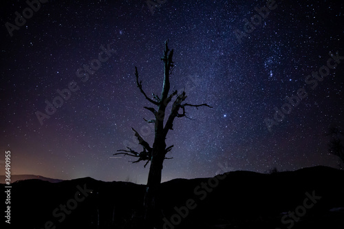 night shot lone tree stock photo