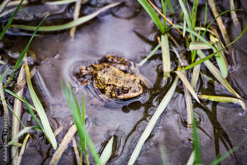 Fototapeta premium Frog