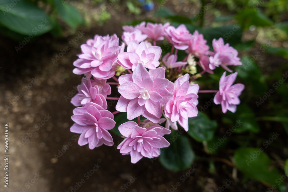 ピンクの花 ピンクの花