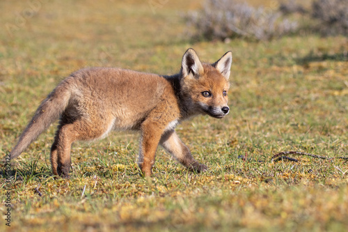 Young fox cub walking on green grass