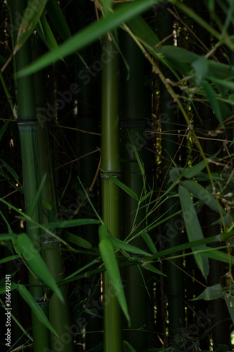 Close up of bamboo forest, bamboo leaves. Wallpaper, copy space