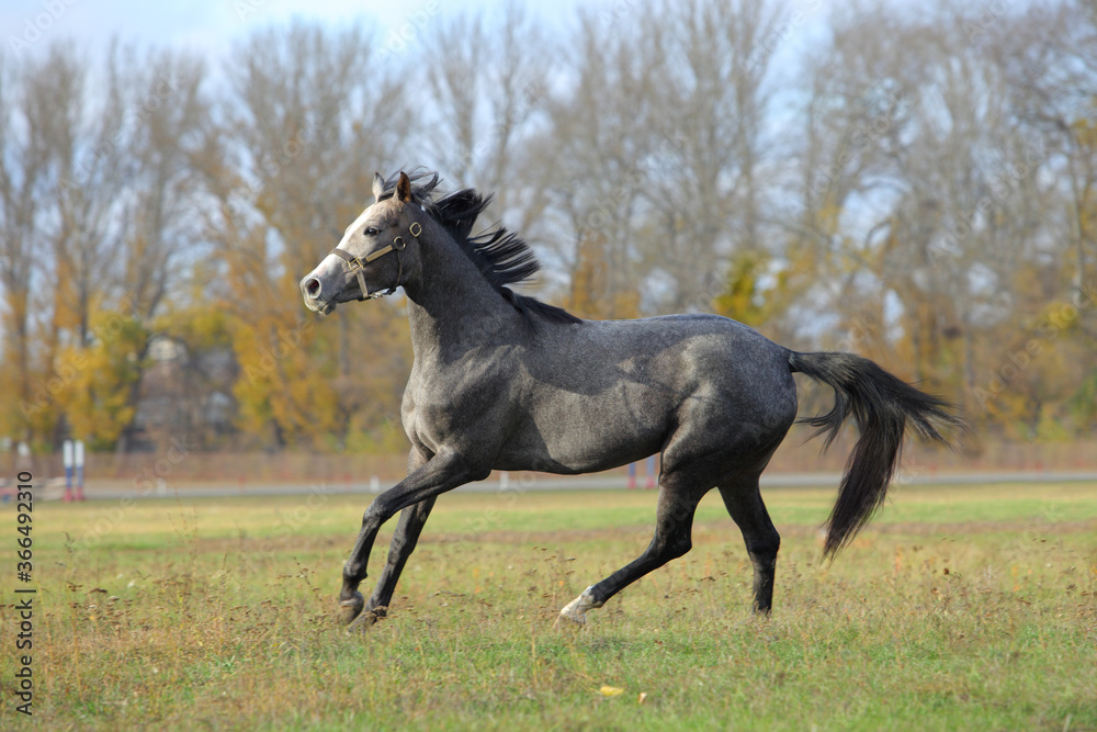 Pure Arabian dapple grey horse on training day on the autumn green field Pure Arabian dapple grey horse on training day on the autumn green field