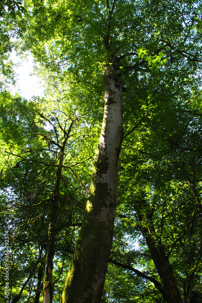 Fototapeta premium trees in the woods
