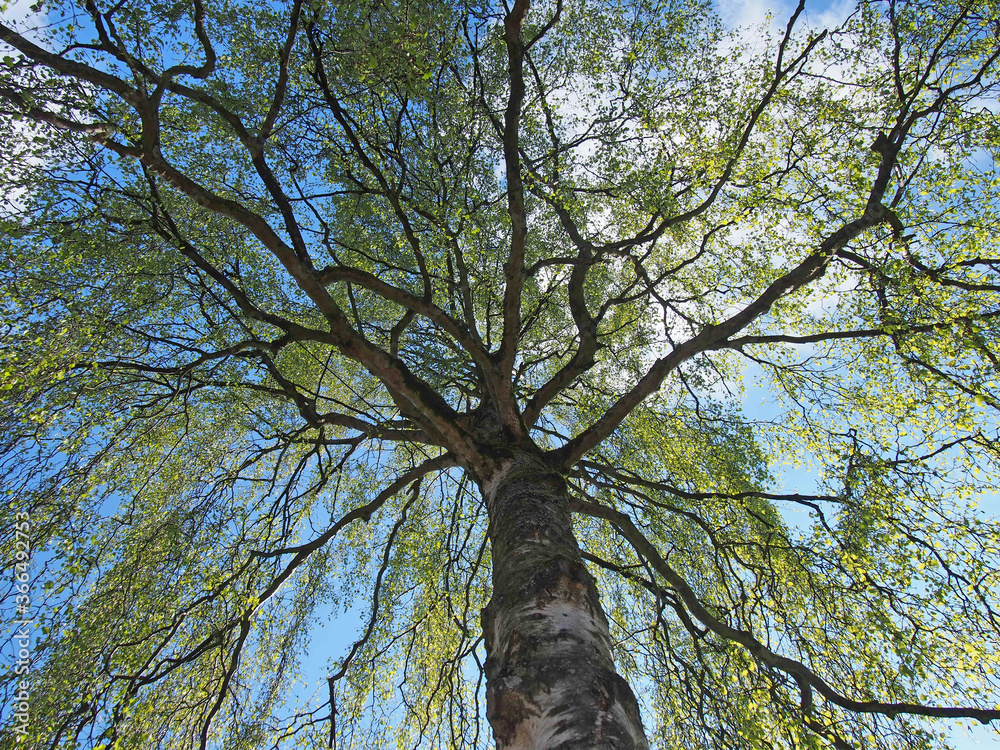 Fototapeta premium upwards view of a willow willows tree with budding bright green spring leaves on branches against a sunlit cloudy blue sky