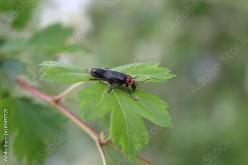 Black beetle sitting on a green leaf