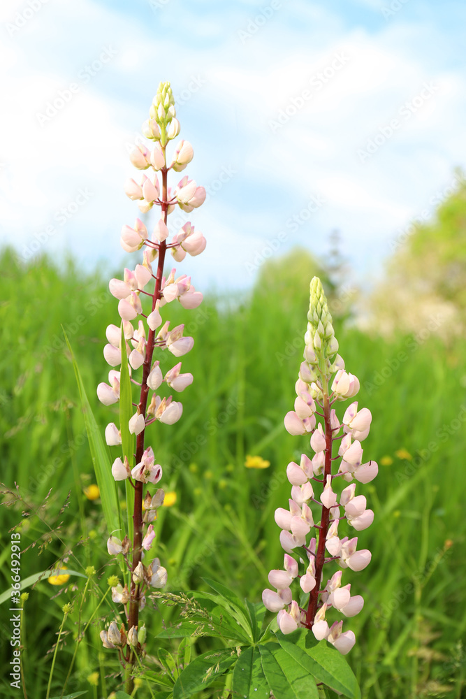 young tender white flower lupine with a pink tint grows in the wild young tender white flower lupine with a pink tint grows in the wild