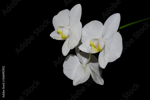 Close-up of white orchid flowers isolated of black background