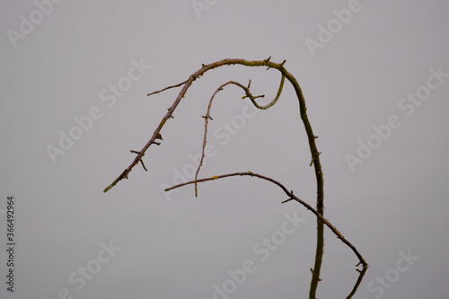 Zweige ragen aus glatter Wasseroberfläche