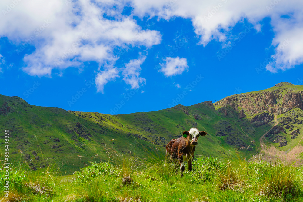 Calf on a Beautiful Green Meadow at North Caucasus, Elbrus Region, Russia Calf on a Beautiful Green Meadow at North Caucasus, Elbrus Region, Russia