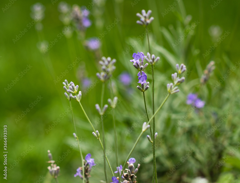 Lavender flowers in a soft focus, pastel colors and blur background. Lavender flowers in a soft focus, pastel colors and blur background.