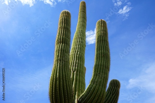 tall cacti against the scorching desert sun