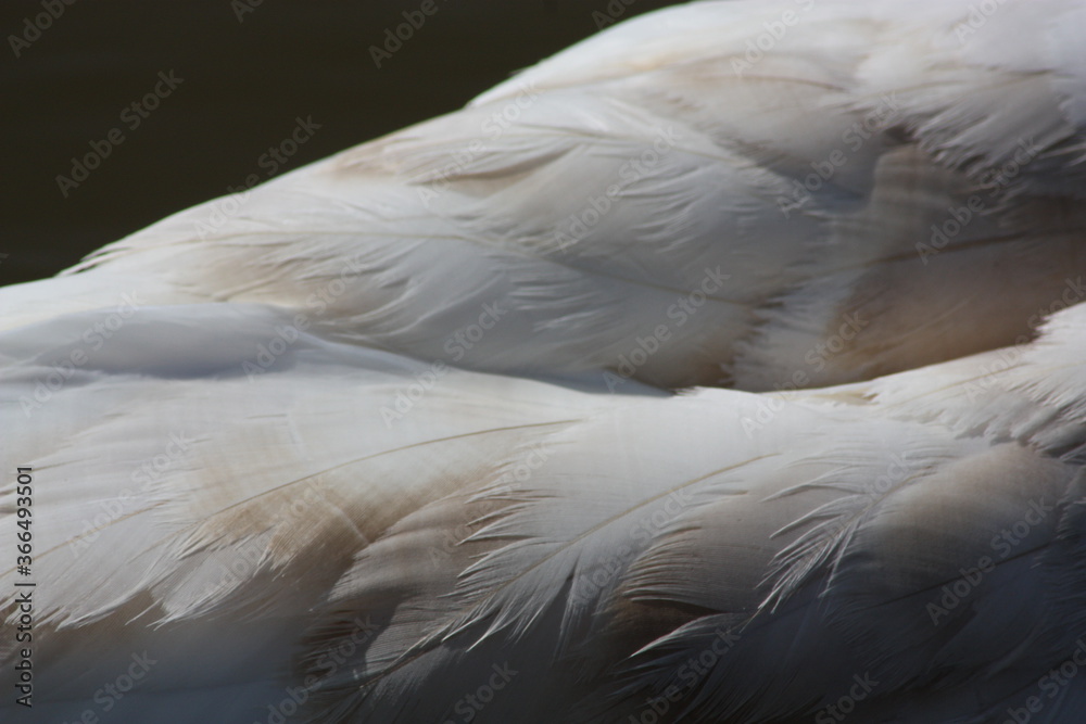 Fototapeta premium Swan Feathers