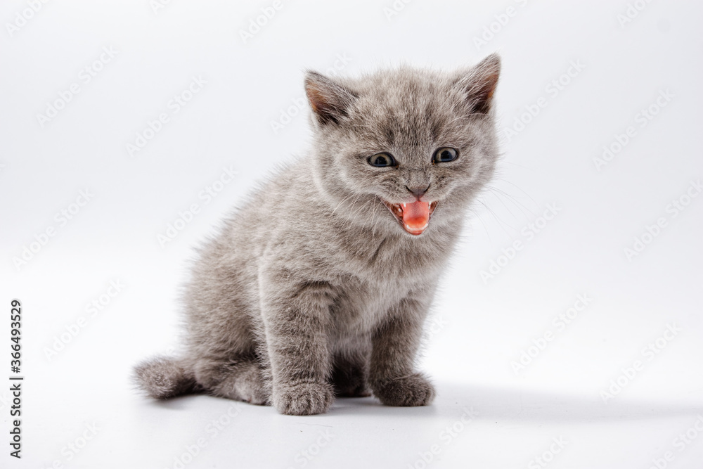 little beautiful funny kittens on a white background.
