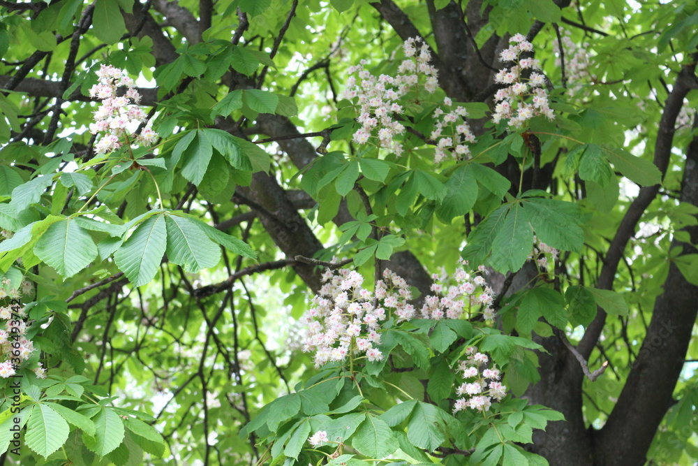 White flowers - candles bloom on the chestnut tree in spring
White flowers - candles bloom on the chestnut tree in spring