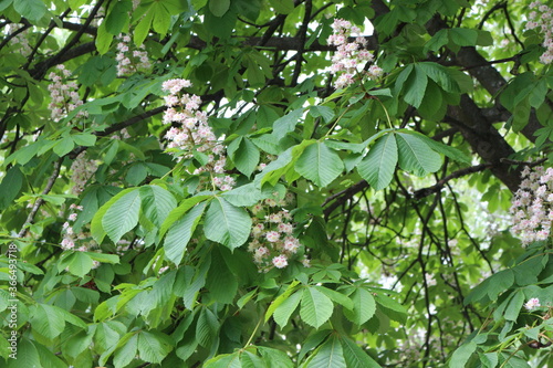 
White flowers - candles bloom on the chestnut tree in spring